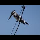 Diesen Graufischer haben wir beim Rüttelflug beobachten können